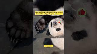 ඔබ දන්නවාද? #shorts #foryou #fyp #viral #animals #panda #gurugedara #tiktok #yt #trending #short