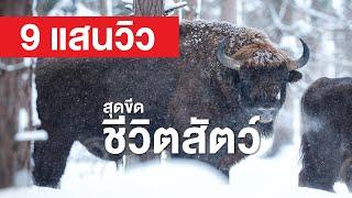 สารคดี สำรวจโลก ตอน สุดขีดชีวิตสัตว์