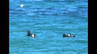 Turpan černý, Common scoter, Trauerente, Zwarte zee-eend, Negrón común, Markaczka zwyczajna,