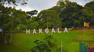 Hakgala is a Best Botanical Garden In Sri Lanka (Nuwara Eliya)