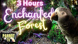 Enchanted Forest | 3-Hour Music and Ambience Dreamscape for Birds | Parrot TV for Your Bird Room