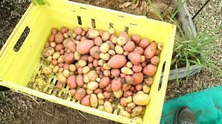 Potato Reveal | Container Maincrop Potato Harvest