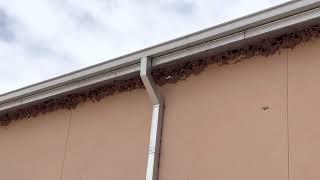 Swallows at Bosque Redondo Memorial