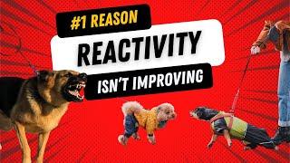 If you don't do this, your reactive dog will forever stay reactive