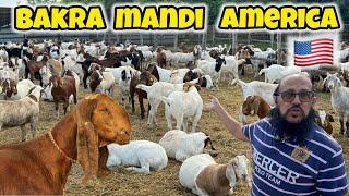 America ki Bakra Mandi 2024 #bakramandi