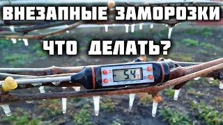 Возвратные заморозки побили виноград ️ Что делать?