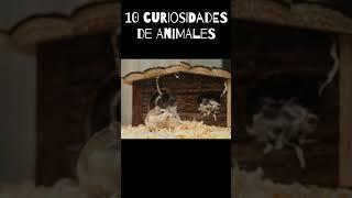 10 curiosidades de animales #gatos #cobra #serpientes #caracoles #hamsters #caiman #perezoso