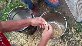 threshing grain by hand with a pillowcase - and some winnowing too