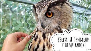 Yoll the Owl's reaction to locusts. Owl Luchik is offended and does not want to be friends