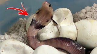 Baby COBRA Update!