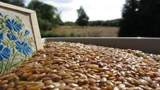 What is Linseed Oil - Rich in Omega 3 & What Oils to Avoid & only fry or roast with saturated fat