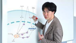 How To Draw p53 Signaling Pathway In Inkscape | Graphical Abstract Tutorial