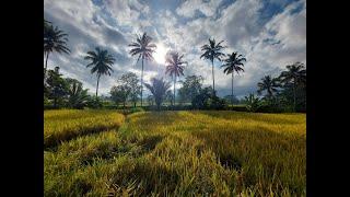 GET THE BEST of 1 day @UBUD - Indonesia - Rienengeertopreis