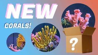 NEW CORALS!! *RARE!*