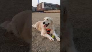 #골든리트리버,골디,힘들어서쉬고있어요,The,#GoldenRetriever, is resting because it's hard during exercise.