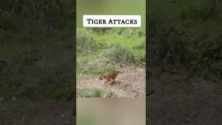 Tiger Attacks of Sanjay Tiger Reserve #shorts #tiger #joju_wildjunket