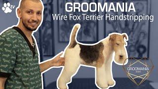 Wire Fox Terrier Handstripping with Costin Stoica | Groomania 2020 Grooming Demonstration