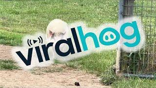 Willy The Pig Is Late For Breakfast || ViralHog