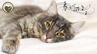 Music to Calm Cats - 10 Hours of Relaxing Background Music