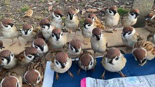 All sparrows stand up. The number of sparrows reaches saturation