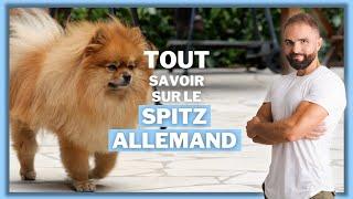 Race de chien : Le Spitz Allemand !