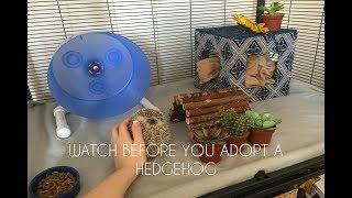 EVERYTHING You Need For A Pet Hedgehog!