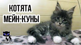  Породистые котята мейн-куны: в каком случае котята считаются породистыми, от чего зависит цена?