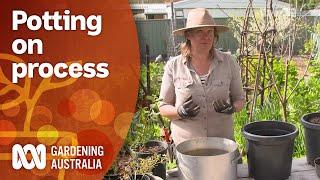 Why and how you should be potting on/potting up your plants | Gardening 101 | Gardening Australia