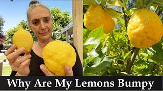 Why Are My Lemons Bumpy, Lumpy & Deformed? How To Fix It - Backyard Garden - Citrus Tree Problems