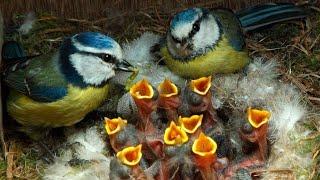 The Secret Life of Blue Tit - Documentary