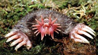 Star-nosed Mole ⭐️ Weirdest Nose EVER? | 1 Minute Animals