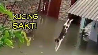 CUTE CAT The funniest cat video 2021 will make you laugh out loud | Cute cat