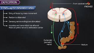 Defecation Reflex pathway animation - Gastrointestinal physiology