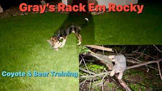 Gray’s  Rack Em Rocky, The son of Willy & Blackstone Ram-Paige coyote scent training.