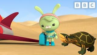 Tweak meets a Pininga Turtle | Octonauts | CBeebies