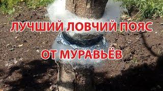 Лучший ловчий пояс от муравьёв.