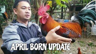 BACKYARD VISIT/April born stag/ Manok