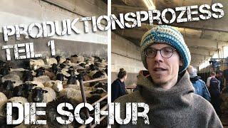 Die Schur - Unser Produktionsprozess Schritt 1 | Nordwolle Rügen