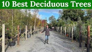 10 Best Deciduous Trees for Your Garden