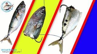 طريقة تركيب الطعوم في السنارة | الحلقة ( 1 )  سمكة الباغه للأسماك الكبيرة والمتوسطة