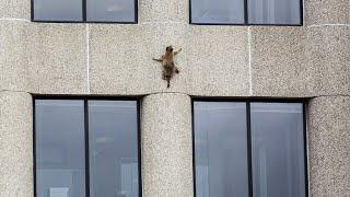 An der Fassade: Waschbär klettert auf Hochhaus