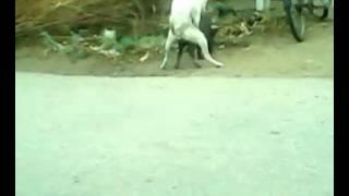 Dog & Pig mating2.mp4