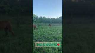 Suri Alpacas Grazing in the Morning