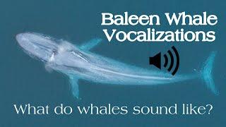 Baleen Whale Vocalizations: What Do Whales Sound Like?