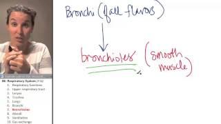 Respiratory system 7-Bronchioles