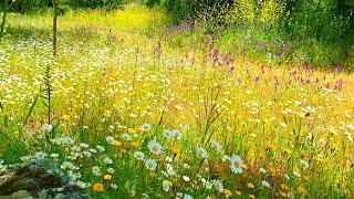 Relaxing Nature Ambience MeditationGOOD MORNING SPRING NATURE THERAPYFlowery MEADOW Healing Sounds