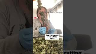 How to CURE Cannabis