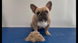 Frenchie full groom | Dog Grooming