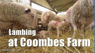 Walks in Sussex: Lambing at Coombes Farm