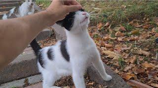 If you sit in this park, tens of cats will gather around you.